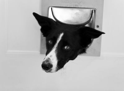 Pet Door Installation Service